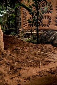 Din Dang Farm - Paksong Phato, Thaïlande