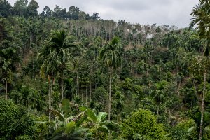 Din Dang Farm - Paksong Phato, Thaïlande