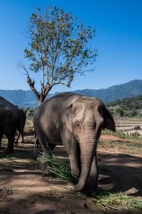 Dumbo Elephant Sanctuary, Thaïlande