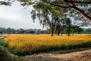 Jim Thompson Farm, Thaïlande